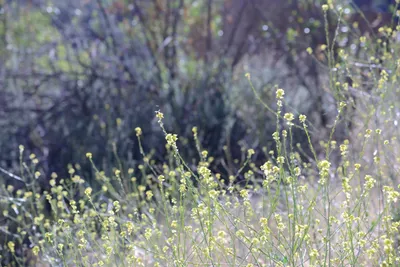 DSC_2024 (Large).JPG